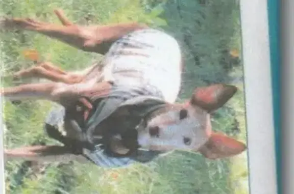 Chien perdu Erbray, photo : Chien perdu marron/blanc Erbray R27
