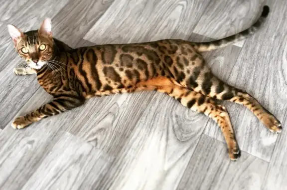 Animaux perdus Le Teich, photo: Chat perdu, obéit comme un chien, Le Teich