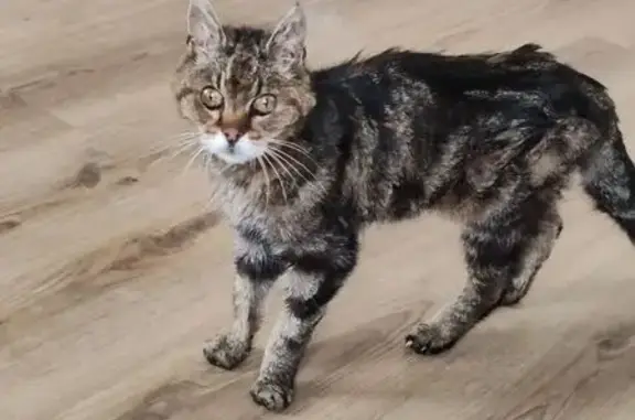 Chat trouvé , photo: Chat tigré trouvé Rue des Vallons, 311