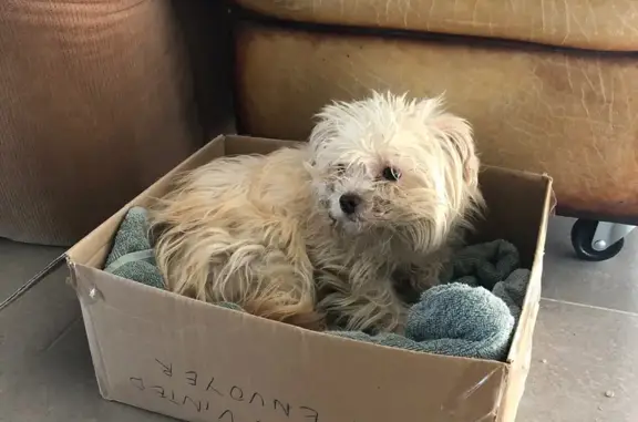 Chien trouvé , photo: Chienne blanche trouvée à Châteaudouble