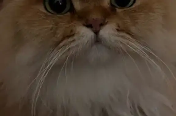 Chat perdu, Le Raincy, photo: Chat perdu au Raincy : contactez-moi !