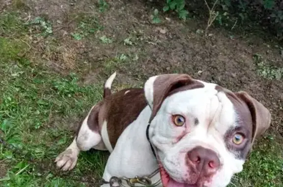 Found dog Huntingdon, photo: Found: Sweet Dog Near Court Square, 205