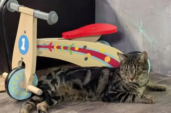 Chat tigré perdu à Vasselay - photo