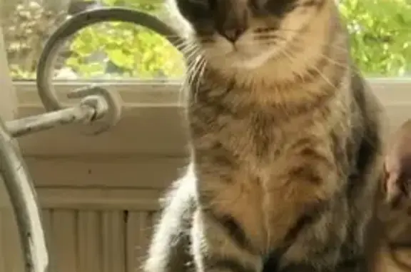 Gato Perdido: Atigrado Gris en Igualada