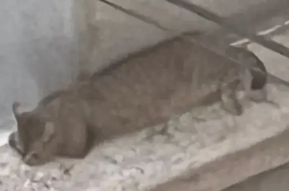Chat gris tigré perdu à Saint-Étienne - photo