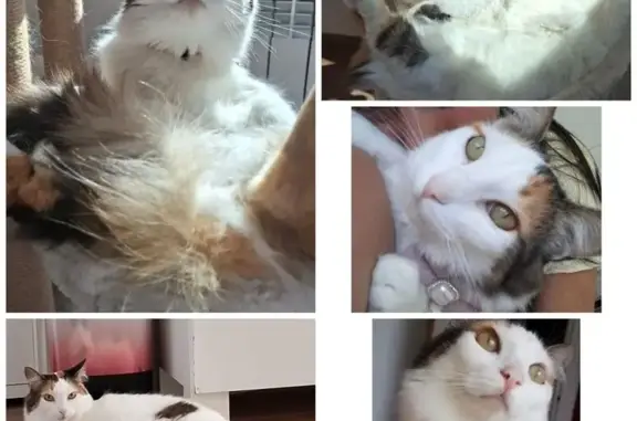 Gata Perdida: Blanca con Manchas y Cola Esponjosa
