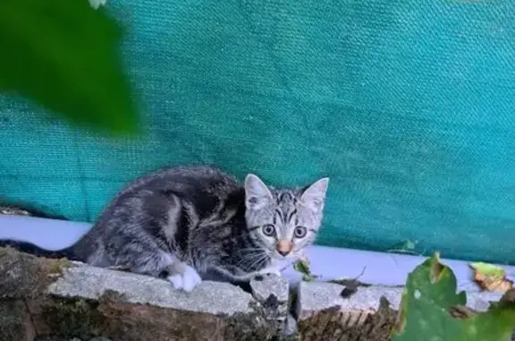 Animaux perdus Talence, photo: Chatonne tigres 3 mois perdue à Talence