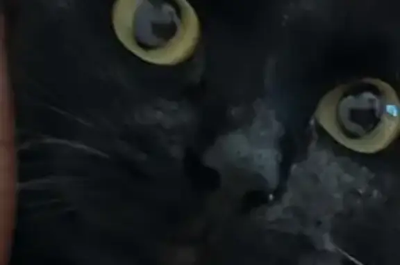 ¡Ayuda! Gato negro perdido en Málaga