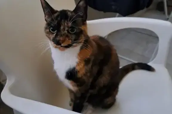 Se busca: Gata Roxy, 9 años, multicolor