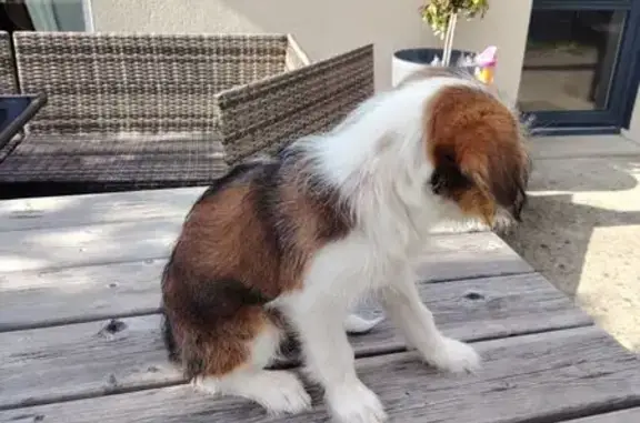 Chien trouvé Epiniac, photo: Chiot mâle trouvé ce matin à Épiniac