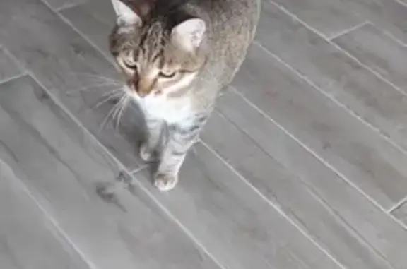 Animaux perdus Hyères, photo: Chat européen tigré perdu à Hyères