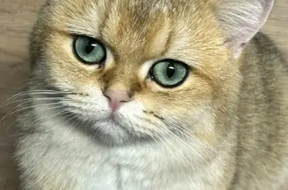 Chat perdu, Milhaud, photo: Chatte perdue à Milhaud, clochette rose