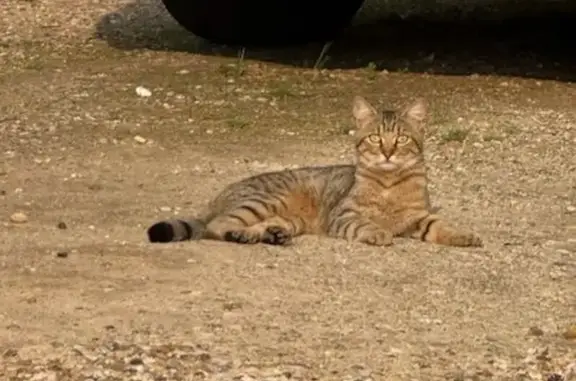 Chat tigré perdu à Saint-Pierre-la-Garenne - photo