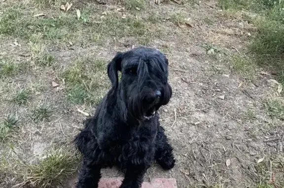 Chien perdu Beaumont-sur-Lèze, photo : Schnauzer noir perdu à Beaumont-sur-Lèze