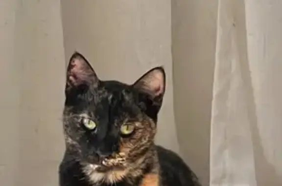 Lost Tortie Cat: Help Bring Her Home!