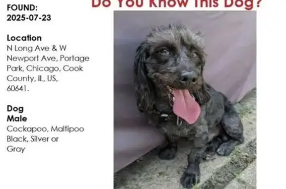 Found pets Chicago, photo: Found: Sweet Black Cockapoo in Chicago