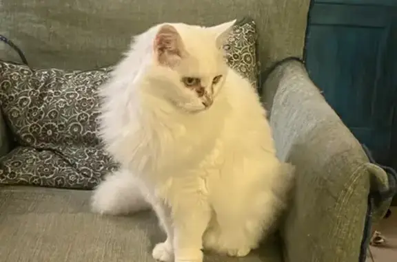 Chat perdu, Toulouse, photo: Chatte blanche perdue à Lisse, 22 ans