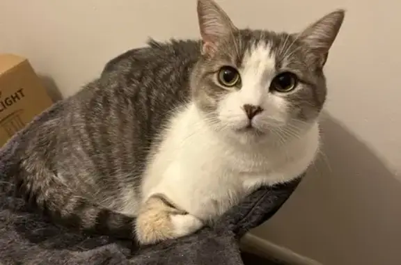 Lost Cat Bruce: Grey & White in Ypsilanti