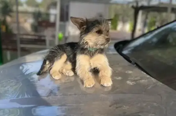 Perros perdidos, , foto: Perro Perdido en Totana: Zeus, Sociable y Cariñoso