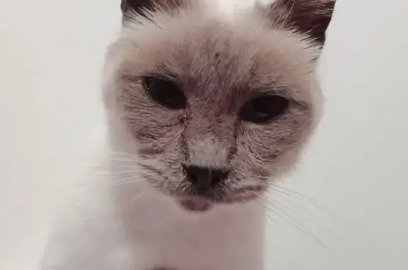 Chat Siamois Perdu à La Quinte - photo