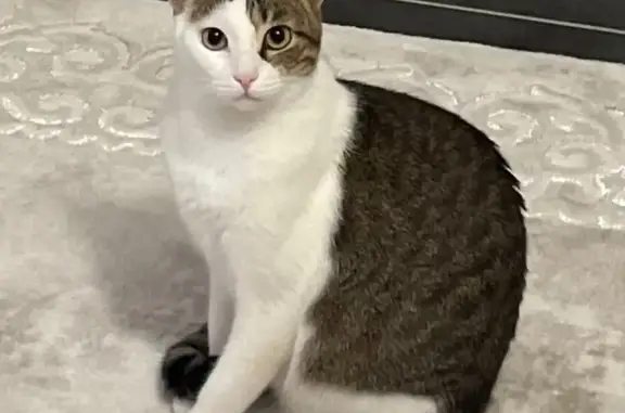 Animaux trouvés La Colle-sur-Loup, photo: Chat tigré roux perdu à La Colle-sur-Loup