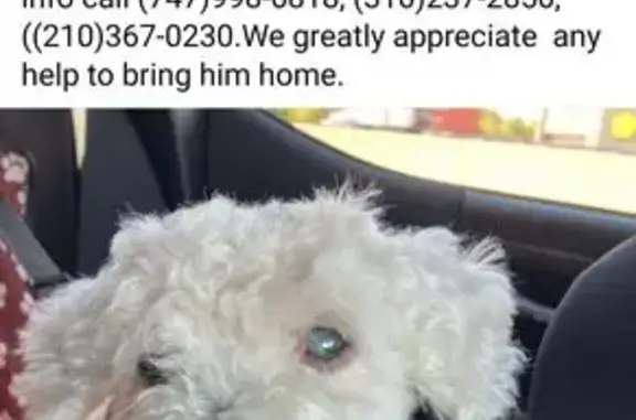 Lost: Elderly White Poodle in San Antonio