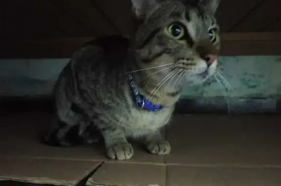 Gato Atigrado Rescatado en CDMX: Río Juchipila