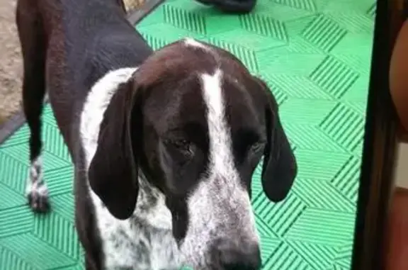 Chien trouvé, poil ras, Bois-de-Haye - photo
