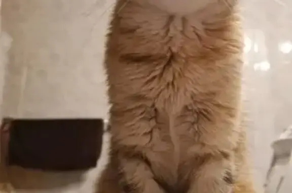 Animaux perdus Levens, photo: Chatte perdue, 13 ans, craintive, Levens
