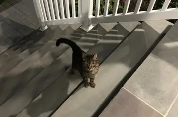 Found cat Amityville, photo: Sweet Cat Found on Washington Ave, Amityville