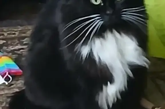 Missing cat Redmond, photo: Lost Tuxedo Cat: Shy & Missing in Redmond