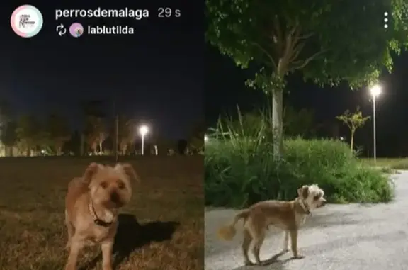 Perro Perdido en Málaga: Información Urgente