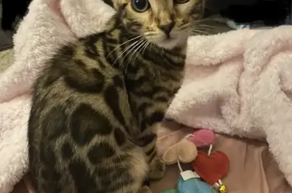 Lost and found pets , photo: Lost Bengal Cat: Sweet, Indoor Only