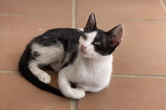 Gato encontrado Sevilla, foto: Gatita Bicolor Cariñosa en Sevilla