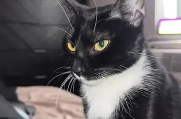 Lost Cat: Purple Collar in Norristown