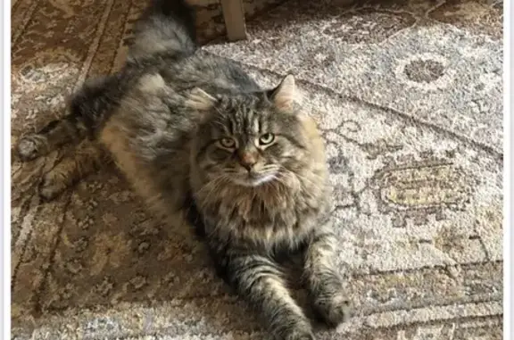 Lost Fluffy Tabby: Kipp Ave, Hasbrouck