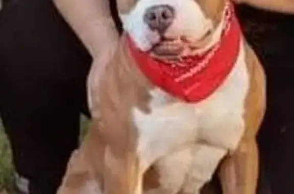 Missing dog Joliet, photo: Lost Dogs Max & Katara in Joliet, IL