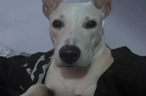 Found dog Columbus, photo: Found Puppy: Tan Female on Morse Rd, 3600