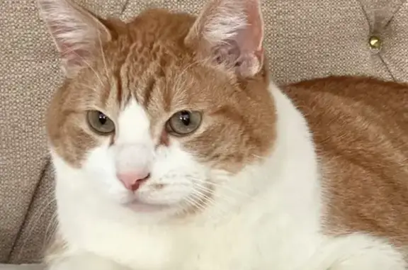 Lost Orange Tabby: Wickenburg Mobil