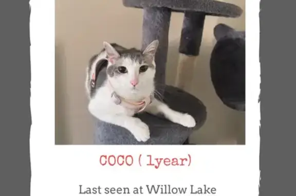 Lost Cat: White & Black on Lynn Rd, Lombard