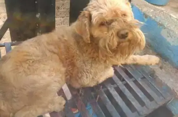 Perro Café Claro Perdido en Calle Zoque, CDMX