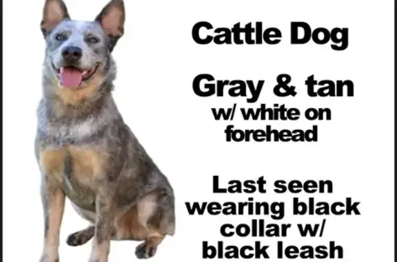 Lost Nervous Dog: Gray & Tan in Phoenix