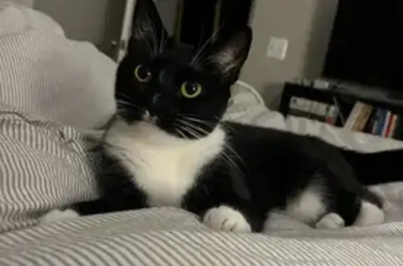 Lost Tuxedo Cat on Scotts Crossing Rd