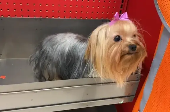 Lost pets , photo: Lost Light-Colored Dog on West Garden St