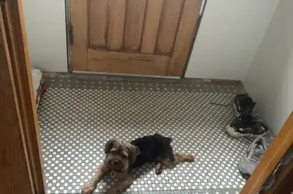 Missing dog Blue Island, photo: Lost Yorkie Mix on Longwood Drive