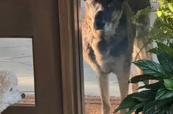 Found dog , photo: Found Sweet Dog: Brown & Black in Missouri