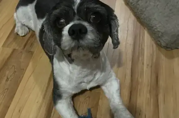 Found: Friendly Spotted Dog in Chicago