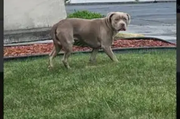 Missing dog Lima, photo: Lost XL American Bully: Help Find Him!