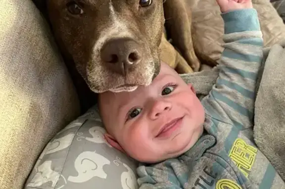 Lost: Brown Pit Bull & Black Husky Mix