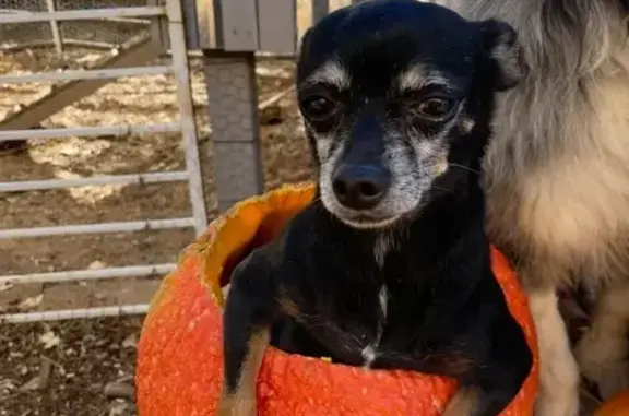 Missing Dog: Black with White Chest Stripe